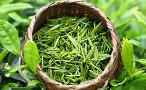 乙肝喝绿茶有益，但是需要适量，不宜超过1000～1500亳升！